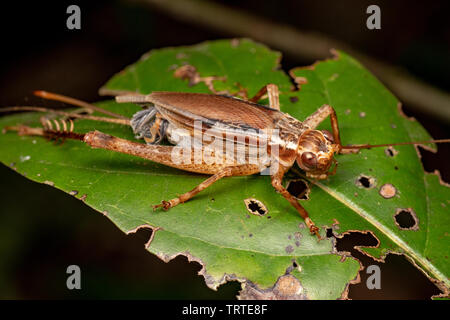 Vero cricket adulto, Cardiodactylus novaeguineae, nella foresta pluviale tropicale Foto Stock