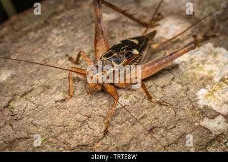 Vero cricket adulto, Cardiodactylus novaeguineae, nella foresta pluviale tropicale Foto Stock