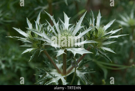 Mare Holly cardi inizio alla fioritura Foto Stock