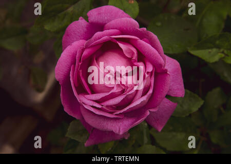 Close up di un singolo bellissimo giro perfetto rosa rosa con foglie verdi Foto Stock