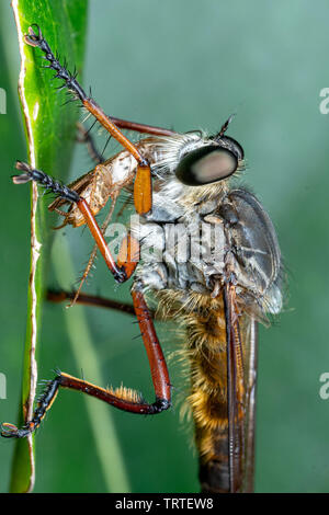 Grandi hairy robber fly (Asilidae) con la preda Foto Stock