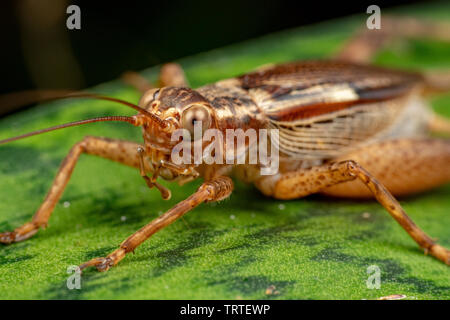 Vero cricket adulto, Cardiodactylus novaeguineae, nella foresta pluviale tropicale Foto Stock