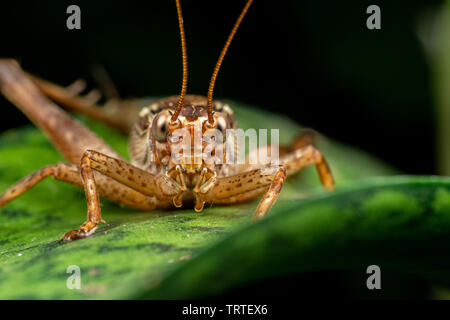 Chiusura del vero cricket adulto, Cardiodactylus novaeguineae, nella foresta pluviale tropicale Foto Stock