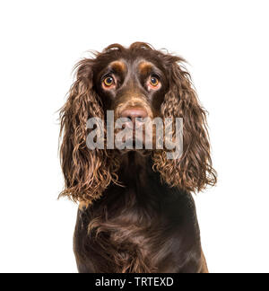 English Cocker Spaniel davanti a uno sfondo bianco Foto Stock