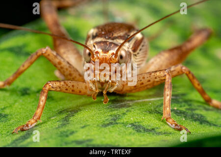 Chiusura del vero cricket adulto, Cardiodactylus novaeguineae, nella foresta pluviale tropicale Foto Stock
