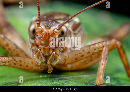 Chiusura del vero cricket adulto, Cardiodactylus novaeguineae, nella foresta pluviale tropicale Foto Stock