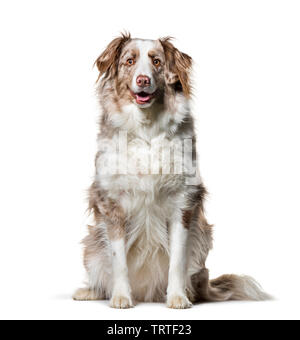 Border Collie , 2 anni, seduti contro uno sfondo bianco Foto Stock