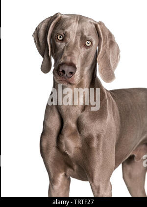 Weimaraner in piedi contro uno sfondo bianco Foto Stock