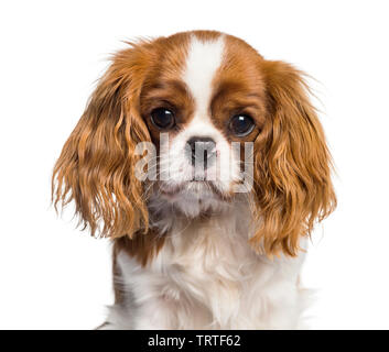 Cucciolo di Cavalier King Charles Spaniel, cane Foto Stock