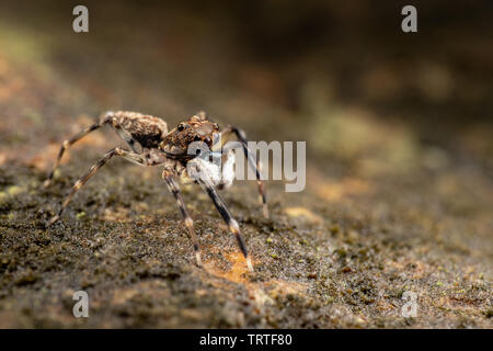 Frewena sp., un camoflaged jumping spider dall Australia con grandi occhi e palpi bianco Foto Stock