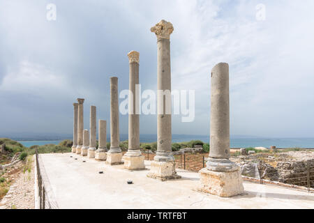 Nove colonne di granito parte del palaestra in Al Mina sito archeologico, pneumatico, Libano Foto Stock