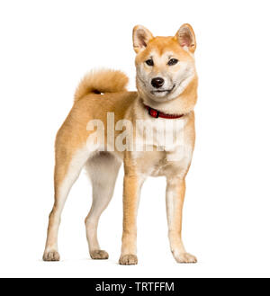 Shiba Inu in piedi contro uno sfondo bianco Foto Stock