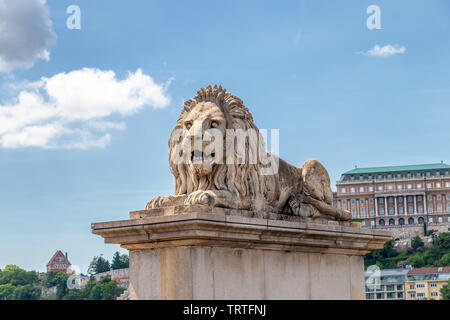 Lion sul Ponte delle catene sul Danubio a Budapest, Ungheria Foto Stock