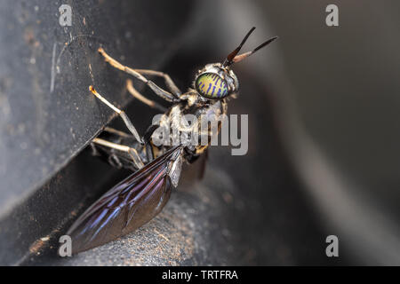 Soldato nero volare la deposizione delle uova su un compost bin Foto Stock