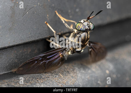 Soldato nero volare la deposizione delle uova su un compost bin Foto Stock