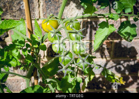 Sungold pomodori ciliegia sulla viticoltura in estate 3 Foto Stock