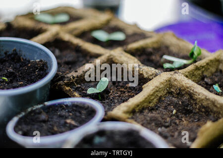 Vasi di piantine che crescono in biodegradabile muschio di torba pentole. Giovani germogli di piante in vasi di diverse forme. Foto Stock