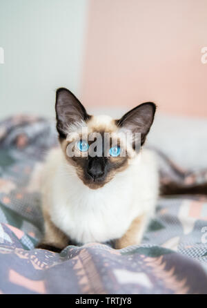 Giocoso dagli occhi blu/Siamese Balinese gatto cercando di riprodurre Foto Stock
