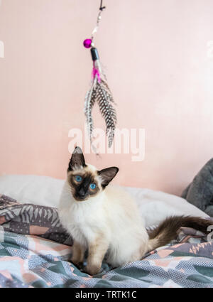 Giocoso dagli occhi blu/Siamese Balinese gatto cercando di riprodurre Foto Stock