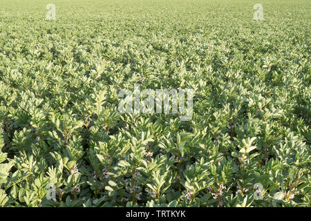 Le fave crescono in un coltivatore campo nei pressi di Slingsby, North Yorkshire, Inghilterra, Regno Unito Foto Stock