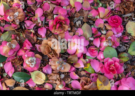 Camellia japonica. Fiori caduti Foto Stock