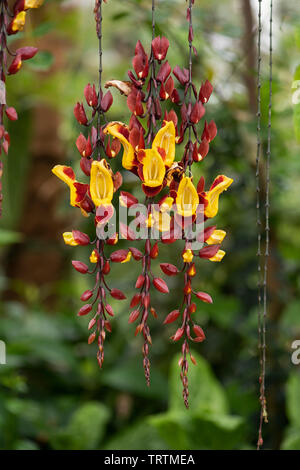 Orologio indiano Vine: Thunbergia mysorensis Foto Stock