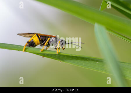 Tenthredo maculata sawfly - un sorprendente giallo wasp mimic, REGNO UNITO Foto Stock