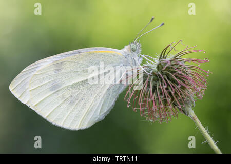 Ritratto di grande farfalla bianca (Sarcococca brassicae) Foto Stock