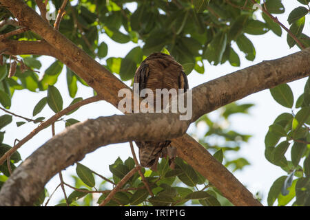 Rufous gufo appollaiato in lussureggianti alberi tropicali in Darwin, in Australia Foto Stock