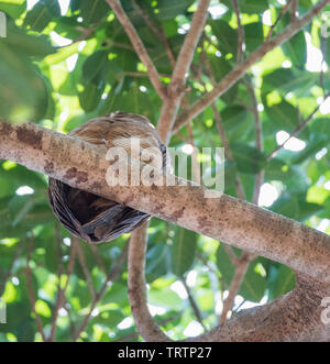 Rufous gufo appollaiato in lussureggianti alberi tropicali in Darwin, in Australia Foto Stock