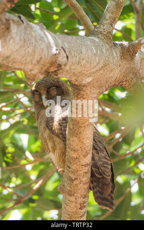 Rufous gufo appollaiato in lussureggianti alberi tropicali in Darwin, in Australia Foto Stock