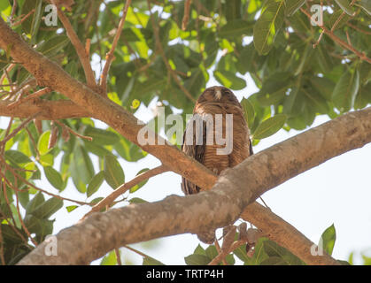 Rufous gufo appollaiato in lussureggianti alberi tropicali in Darwin, in Australia Foto Stock