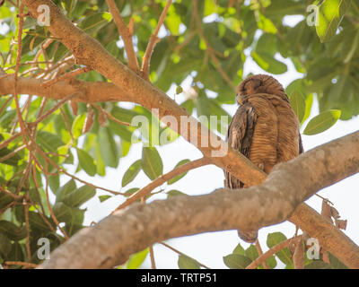 Rufous gufo appollaiato in lussureggianti alberi tropicali in Darwin, in Australia Foto Stock