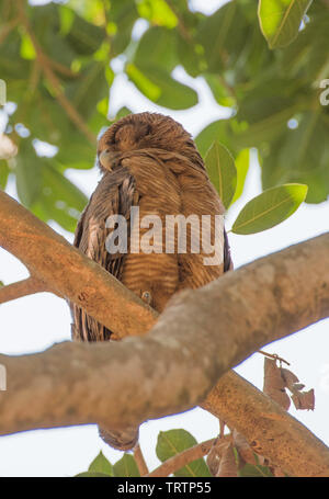 Rufous gufo appollaiato in lussureggianti alberi tropicali in Darwin, in Australia Foto Stock