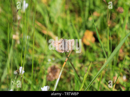 Una farfalla di Dingy Skipper (Erynnis Tages) a Deep Dale, Derbyshire, Inghilterra, Regno Unito Foto Stock