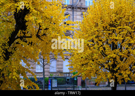 Strasburgo, Alsazia, Francia, Europa linden alberi con fogliame autunnale, Foto Stock