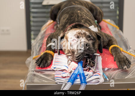 Big Dog intubato in sala operatoria della clinica veterinaria Foto Stock