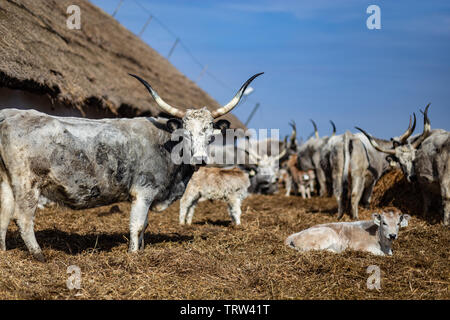 Bovini di grigio nelle zone rurali di Ungheria Foto Stock