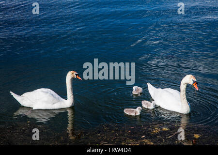 Uno dei laghi a Cotswold Water Park vicino a stoppino Cerney nel Gloucestershire. Foto Stock