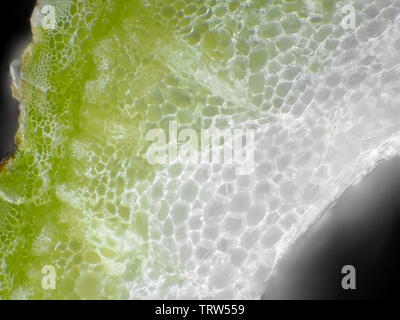 La carota cellule staminali sotto il microscopio Foto Stock