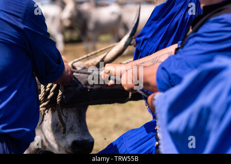 Annuale di allevamento dei bovini pastore convention di Hortobagy Foto Stock