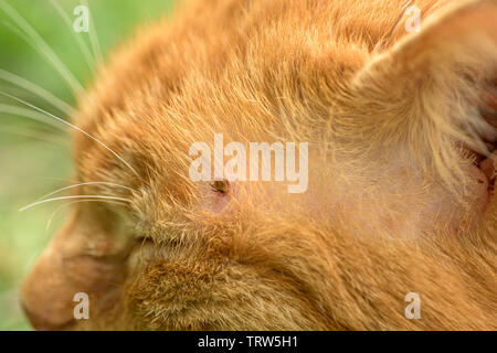 Tick alimentazione su un gatto rosso, close up Foto Stock