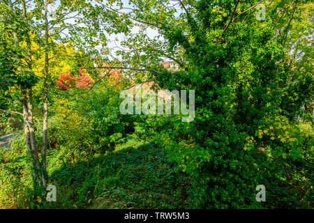 Giardino suburbano verde selvatico, tetto della casa, Strasburgo, Alsazia, Francia, Europa, Foto Stock