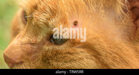 Tick alimentazione su un gatto rosso, close up Foto Stock