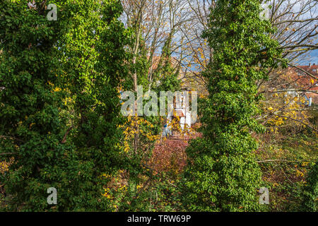 Ivy crescente intorno a tronchi di alberi, casa, Strasburgo, Alsazia, Francia, Europa Foto Stock