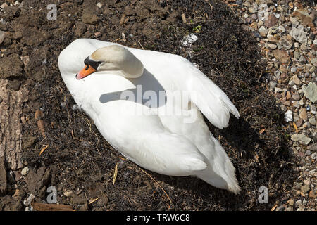 Cigno (Cygnus olor) nel suo nido, marina Travemuende Rosenhof, Foto Stock