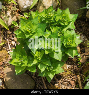 Boccioli di fiori su un perenne Campanula Carpatica pianta dalla famiglia Campanulaceae, noto anche come l'tussock campanula, American Harebell, Carpathia Foto Stock