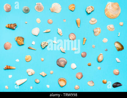 Collage dal naturale mare essiccato Gusci su blu turchese colore carta pastello Foto Stock