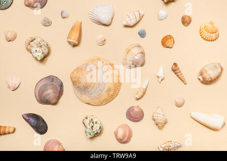 Collage dal secchi naturali conchiglie di mare sulla sabbia colore giallo carta pastello Foto Stock