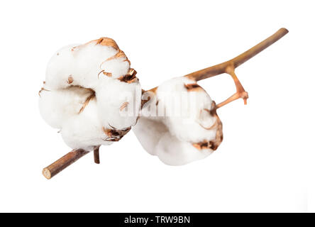 Due bolls mature della pianta di cotone sul ramo isolato su sfondo bianco Foto Stock